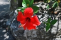 Garden of the Groves